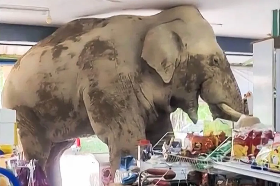 Un elefante hambriento saquea una tienda de comestibles en Tailandia