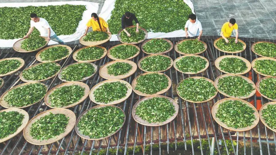 Té de roca de Wuyi: tradición, innovación y el legado perdurable de un tesoro oolong de China
