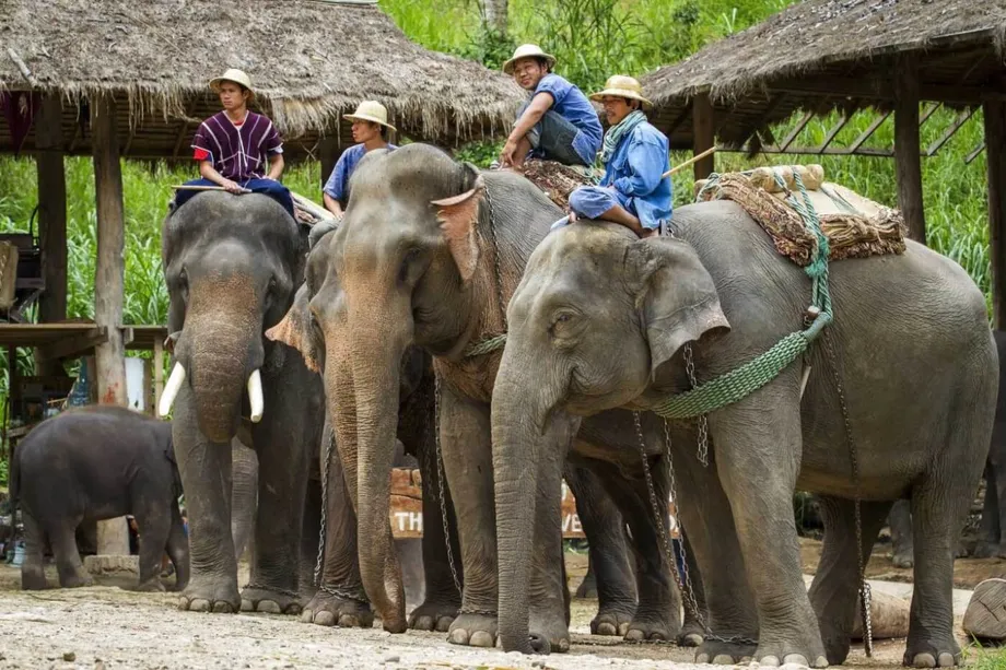 Los campamentos de elefantes de Tailandia, ante una encrucijada: reinvención, ética y supervivencia en un mundo pospandémico