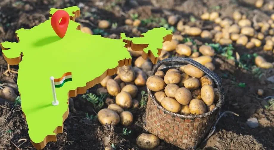 Which State Is The Largest Producer Of Processed Potatoes In India ...