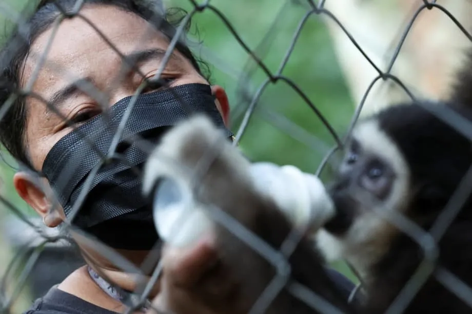 Rompiendo barreras: mujeres indígenas de Malasia lideran la lucha para salvar a los gibones en peligro de extinción