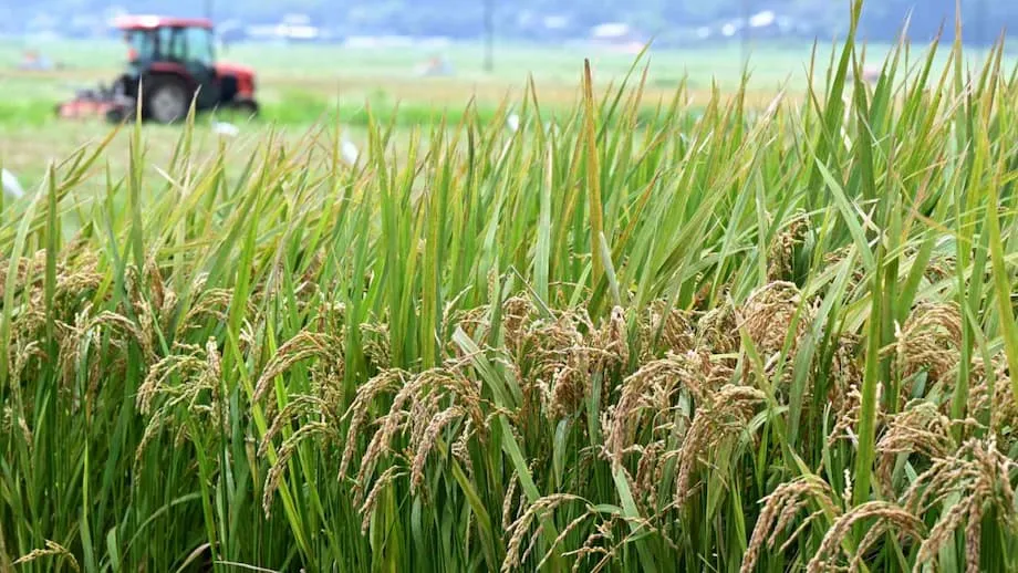 Japón da un giro a su política arrocera: una nueva era para la seguridad alimentaria y los agricultores