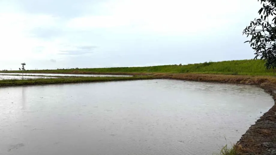 Toshiba lleva pronósticos meteorológicos avanzados a los productores de arroz de Malasia: un paso hacia una agricultura inteligente y resiliente al clima
