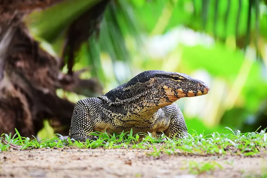 Bangkok autoriza la cría comercial de varanos acuáticos: potencial económico y desafíos para la conservación