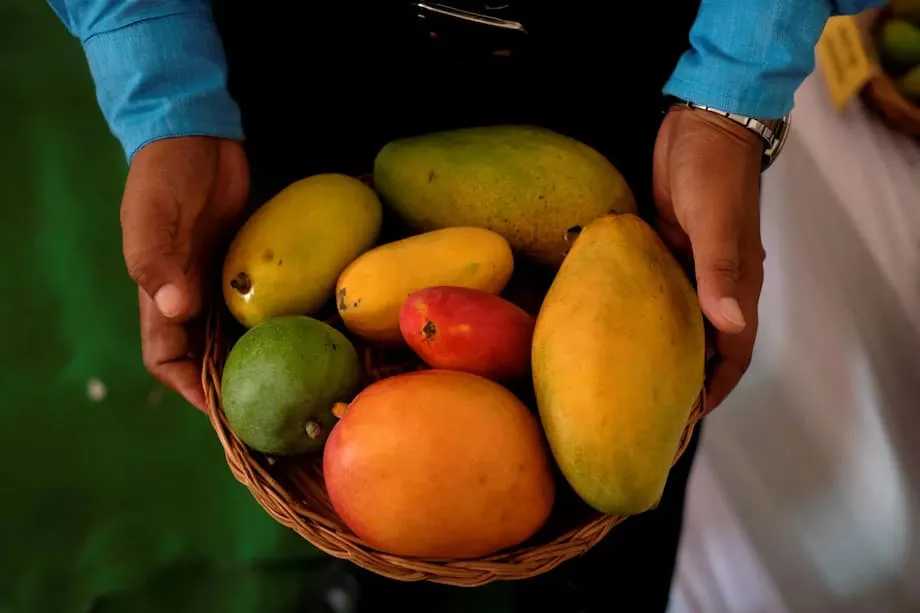 Mangos de la India y diabetes: nuevos ensayos clínicos cuestionan viejos mitos