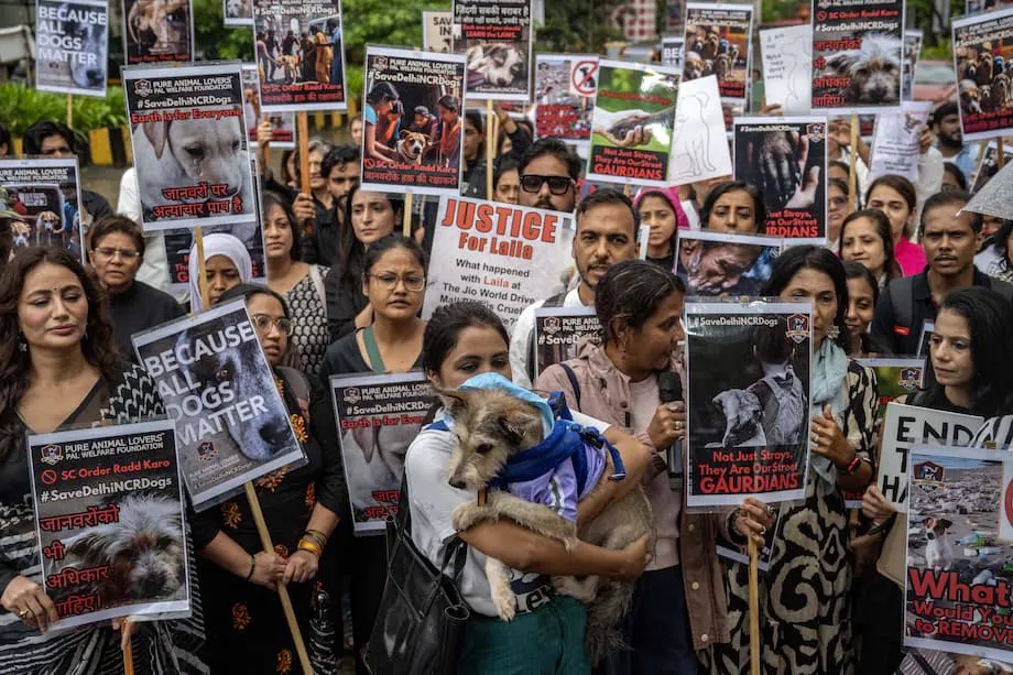 La Corte Suprema de India modifica su orden sobre los perros callejeros tras las protestas: un equilibrio entre seguridad, compasión y sentido práctico
