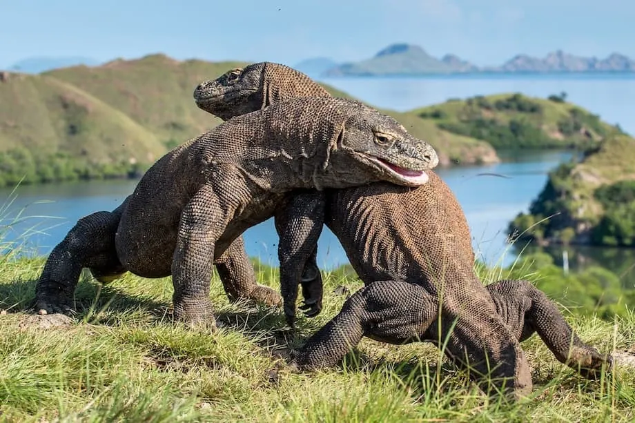 Villas de lujo en el Parque Nacional de Komodo: los planes de desarrollo desatan una fuerte oposición y un debate mundial