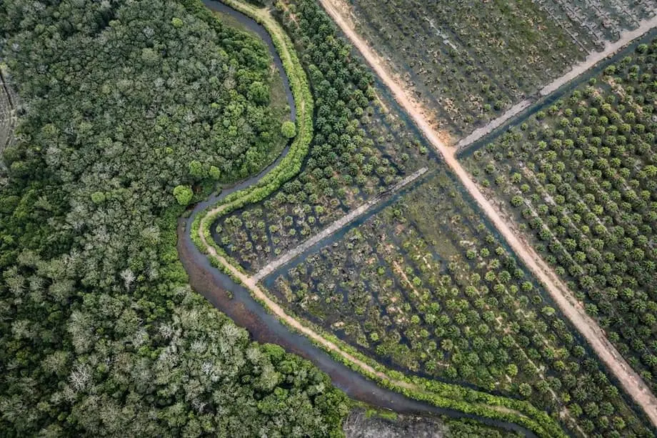Estados Unidos acuerda eximir de aranceles al aceite de palma, el cacao y el caucho de Indonesia: qué implica para el comercio mundial
