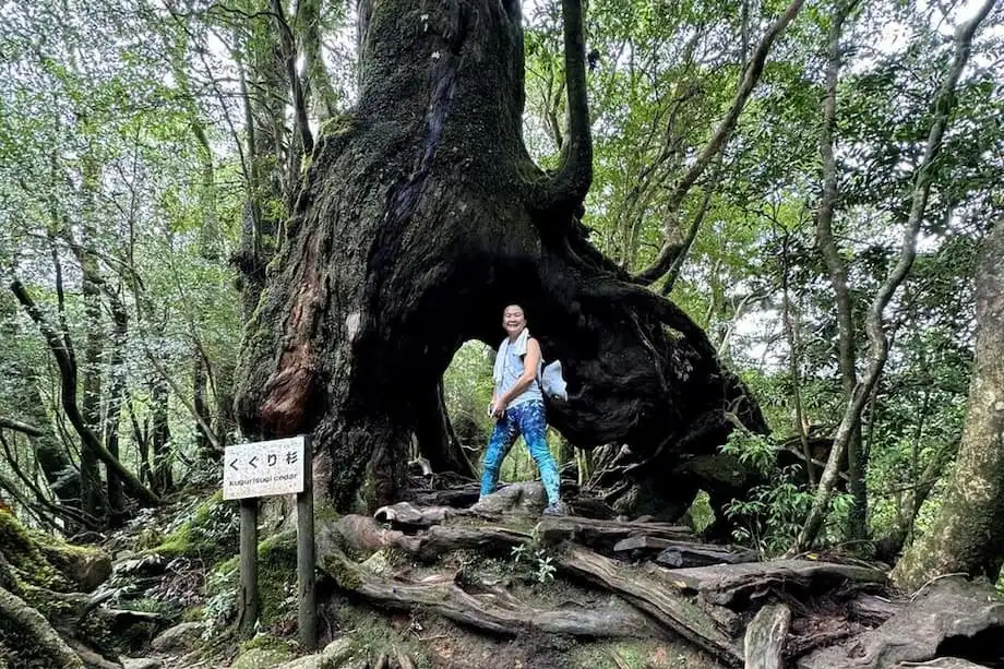 Yakushima: la isla de bosques ancestrales que inspiró La princesa Mononoke