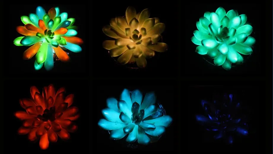 Científicos chinos presentan suculentas multicolores que brillan en la oscuridad: un avance hacia la iluminación sostenible basada en plantas