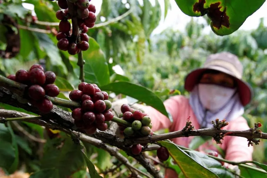 La industria cafetera de Vietnam gana protagonismo mundial ante el alza de los precios y los cambios en los mercados