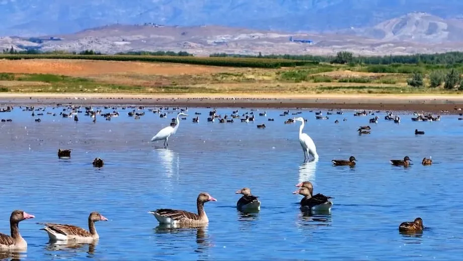 Las aves migratorias convierten el embalse de Aweitan, en Xinjiang, en un refugio de biodiversidad