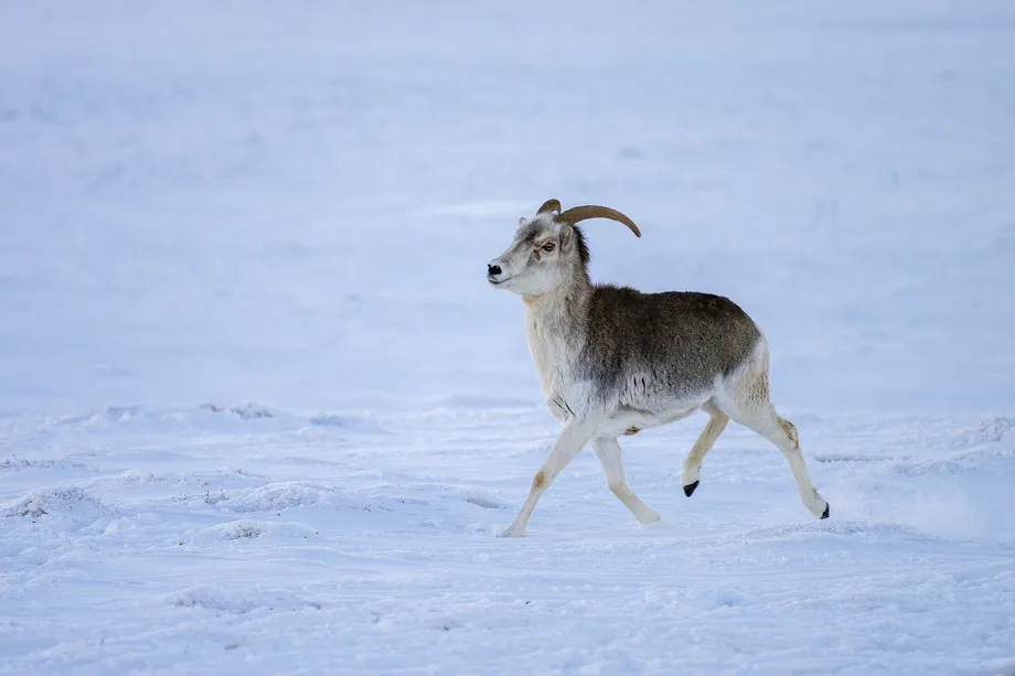En los montes Pamir, China y Tayikistán se unen para proteger la fauna y restablecer la conectividad