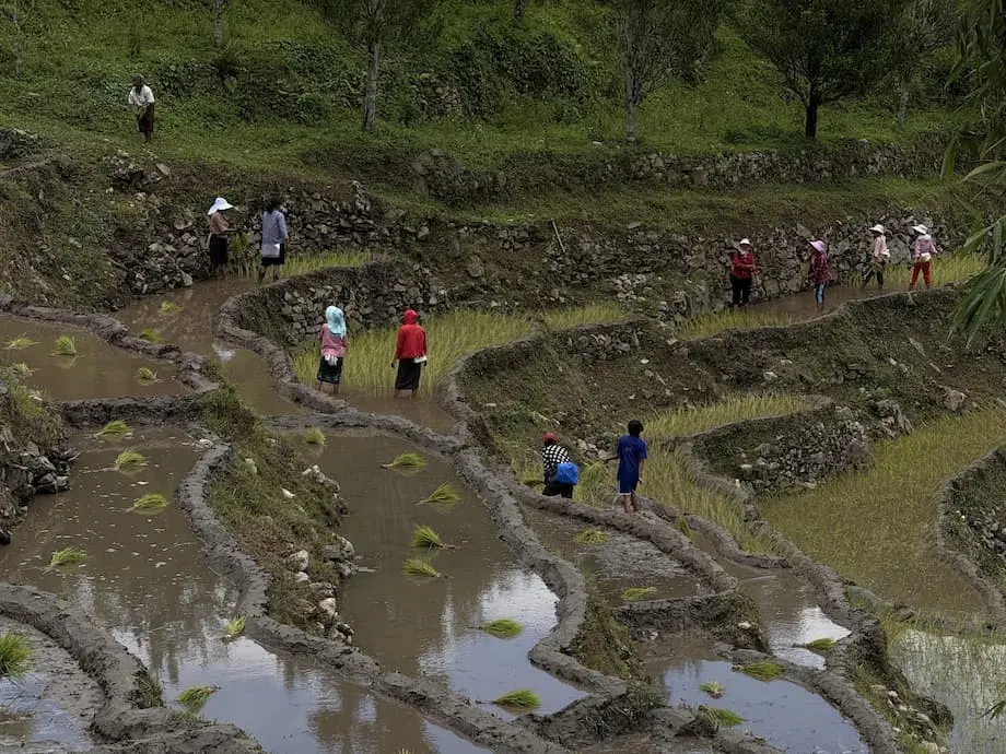 La zona arrocera de Bután, bajo presión por la falta de mano de obra, la reducción de las tierras de cultivo y el impacto del clima en las cosechas