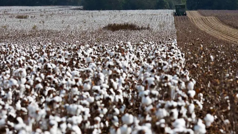 Las exportaciones estadounidenses de algodón a China se desploman mientras la producción de ropa se traslada a Vietnam