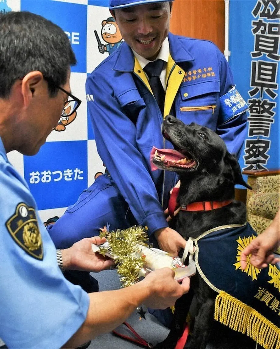 Un labrador recibe un reconocimiento tras ayudar a encontrar a una mujer mayor desaparecida en Otsu