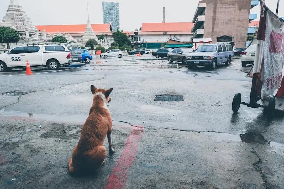 Bangkok declara zonas de epidemia de rabia e impone una prohibición de 30 días al traslado de animales