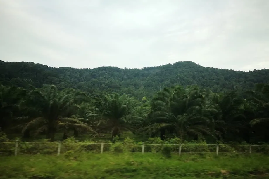 Indonesia incauta plantaciones ilegales de palma aceitera y partes de minas de níquel en una amplia operación