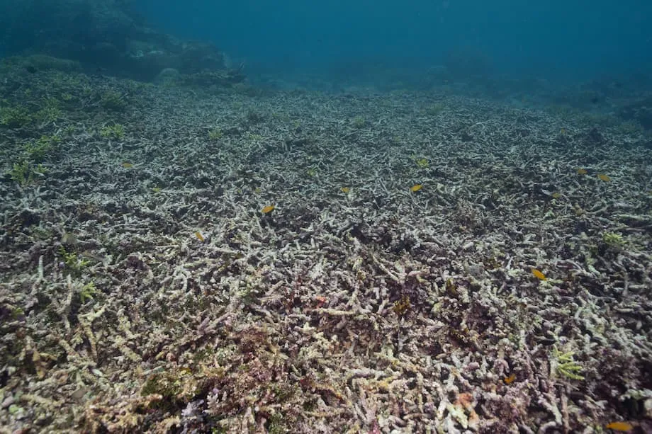 Se reanuda la minería en la isla Gag, en Raja Ampat, mientras crece el temor por los daños a los arrecifes