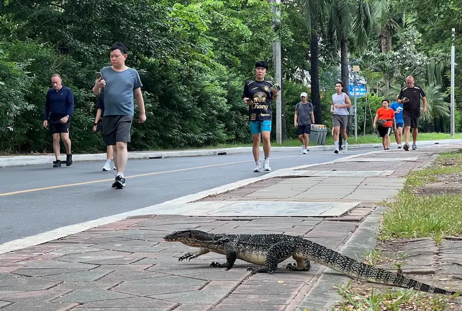 Bangkok enfrenta un auge de lagartos varanos en sus parques urbanos