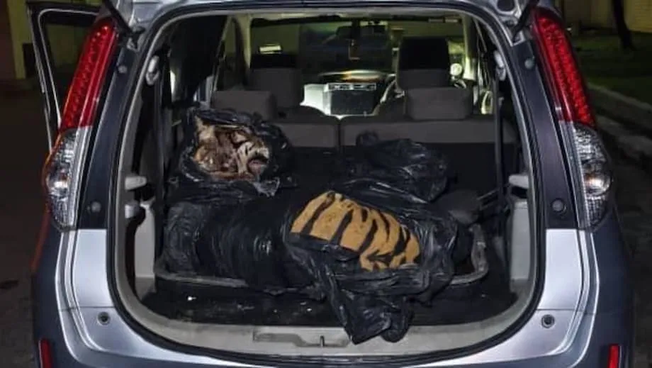 La muerte de un tigre en Johor provoca detenciones, indignación nacional y un nuevo impulso contra el tráfico ilegal