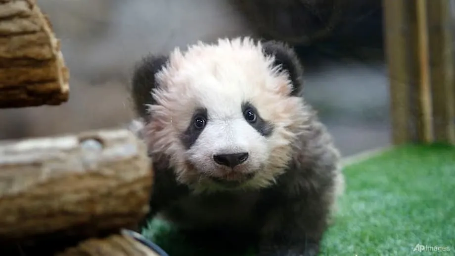 El zoológico de Beauval devolverá a China a los pandas Huan Huan y Yuan Zi tras el diagnóstico de insuficiencia renal