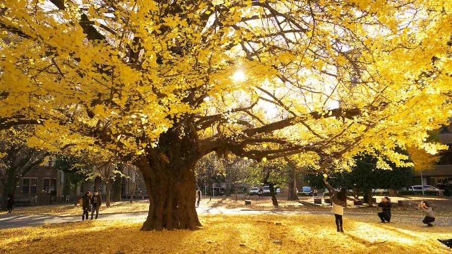 Publican el pronóstico del follaje otoñal de Japón para 2025