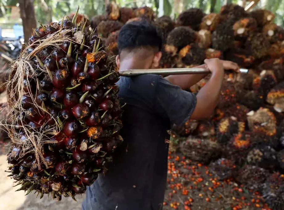 Las exportaciones indonesias de aceite de palma aumentan un 35 % mientras suben los precios y la política de biocombustibles transforma el comercio