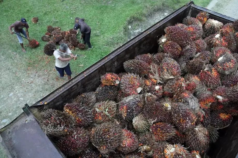 China busca garantizar el suministro de aceite de palma de Indonesia ante el aumento de la demanda y los planes de Yakarta de adoptar el B50