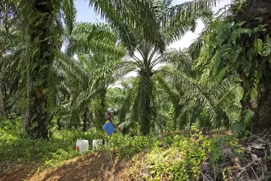 Indonesia transfiere 1,8 millones de hectáreas de plantaciones de palma aceitera incautadas a una empresa estatal