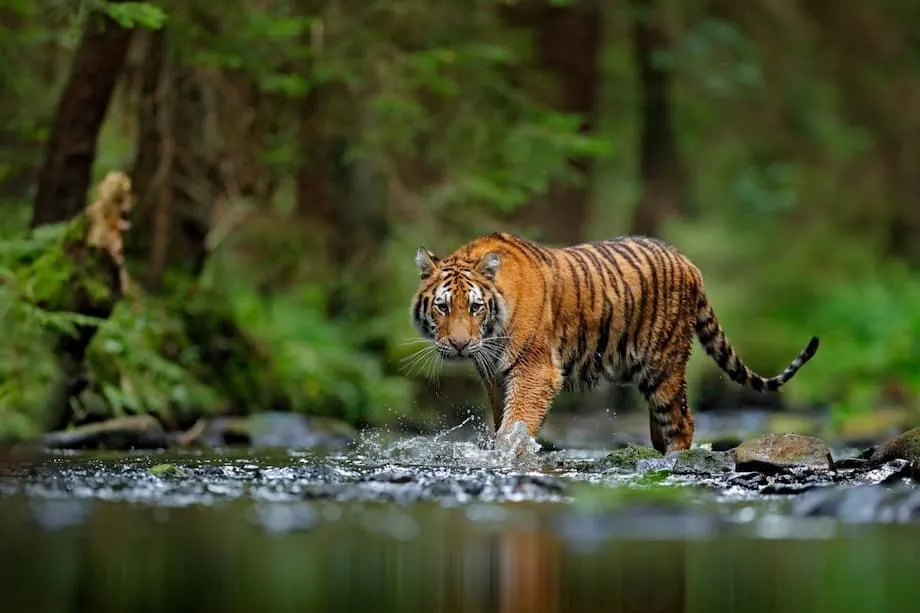 La fauna silvestre de Corea del Norte enfrenta la extinción por la caza y los mercados ilegales