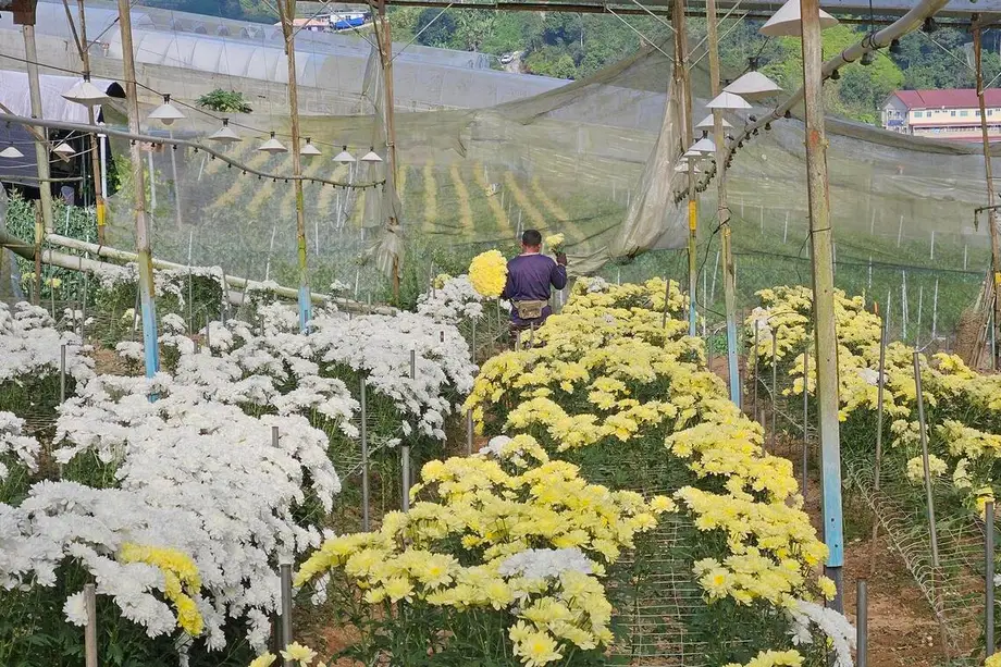 El cinturón floral de Malasia, bajo presión por la escasez de mano de obra y las importaciones más baratas