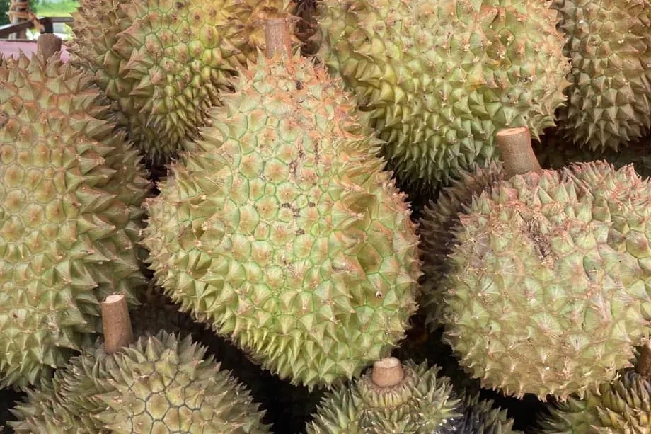 Indonesia busca exportar durian directamente a China, con énfasis en la cadena de frío y la higiene