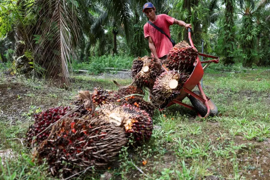 La toma militar de plantaciones de palma aceitera en Indonesia sacude una cadena de suministro mundial