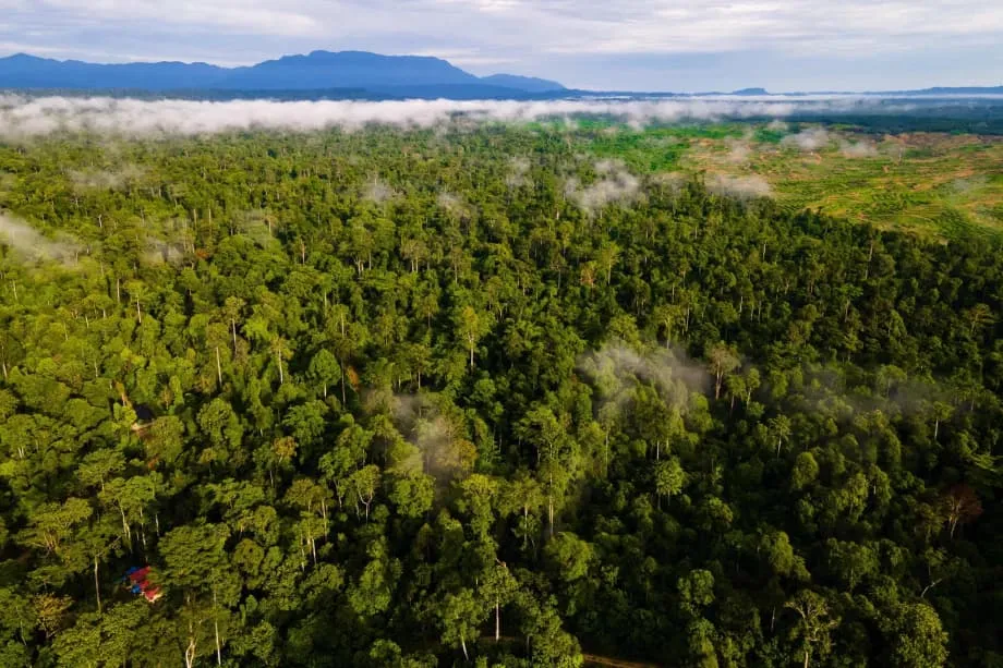 Indonesia y el Fondo para los Bosques Tropicales Eternos en la COP30