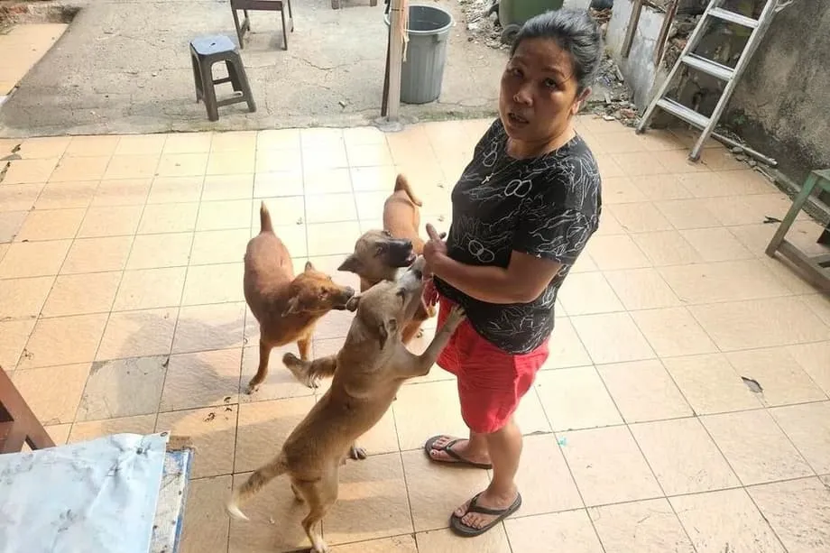 Yakarta se prepara para prohibir la carne de perro y gato ante el aumento de las preocupaciones sanitarias y de bienestar animal