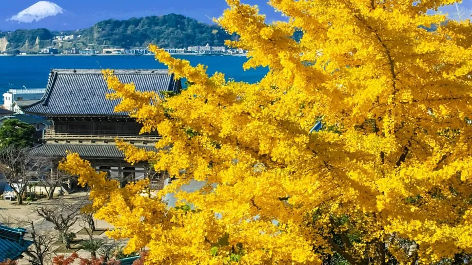Kamakura en otoño: de templo en templo entre arces carmesíes y ginkgos dorados