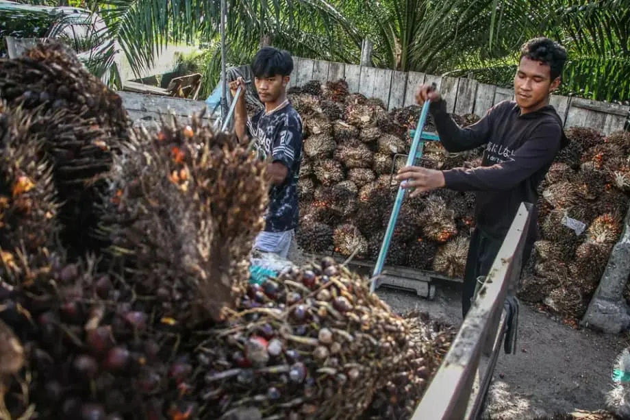 La reducción de aranceles pone a prueba el aceite de palma de Indonesia frente a la deforestación