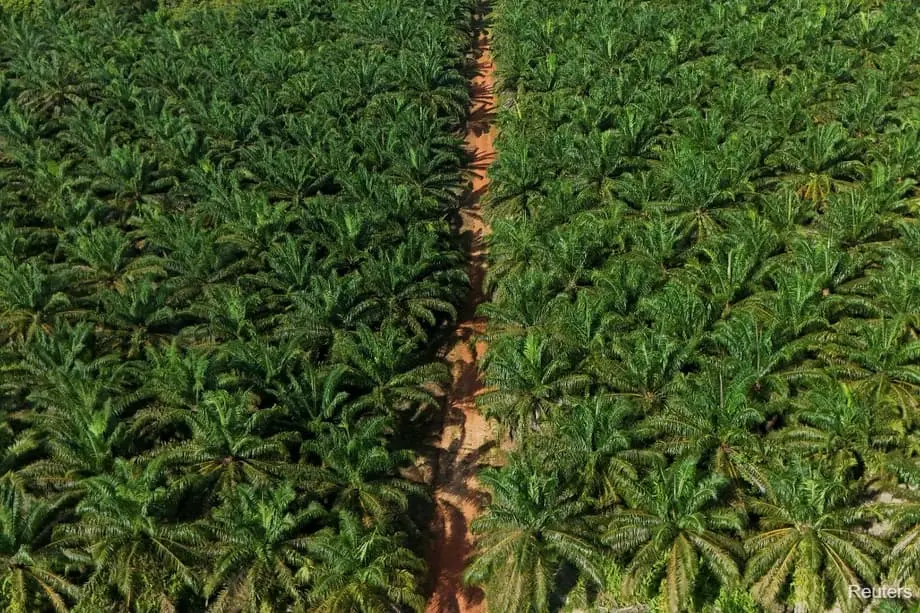 Indonesia sumará 600.000 hectáreas de plantaciones de palma aceitera en medio del impulso a los biocombustibles