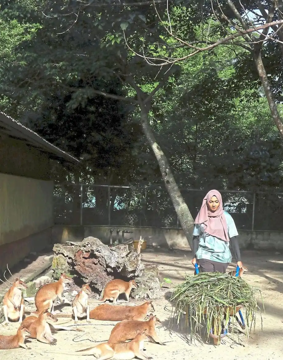 Los voluntarios contribuyen al trabajo del zoológico Zoo Negara con el programa KeeperKu