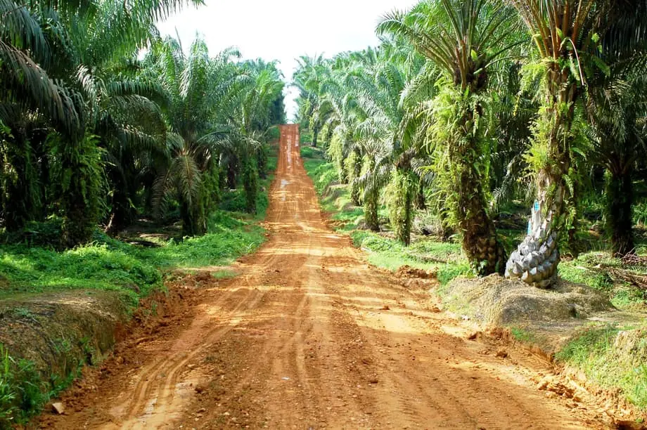 How To Make Palm Oil Production More Sustainable at Eliza Pethebridge blog