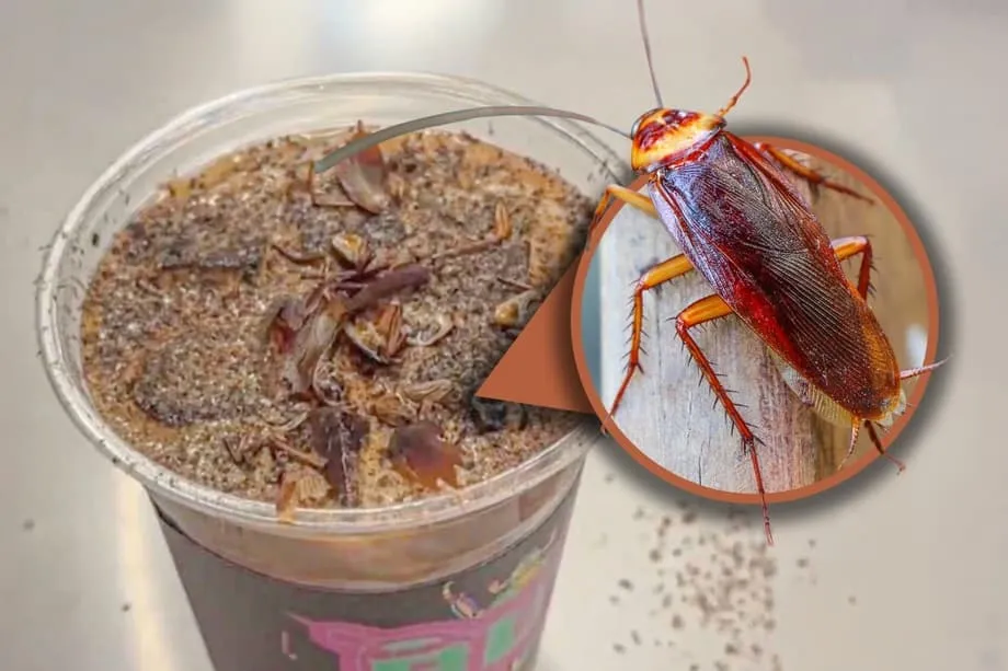 Café de cucaracha en Pekín: la bebida del museo de insectos que se volvió viral