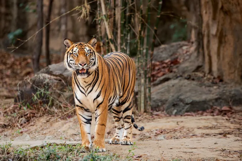 Collares GPS revelan escasez de presas y riesgos genéticos para los últimos tigres de Indochina en Tailandia