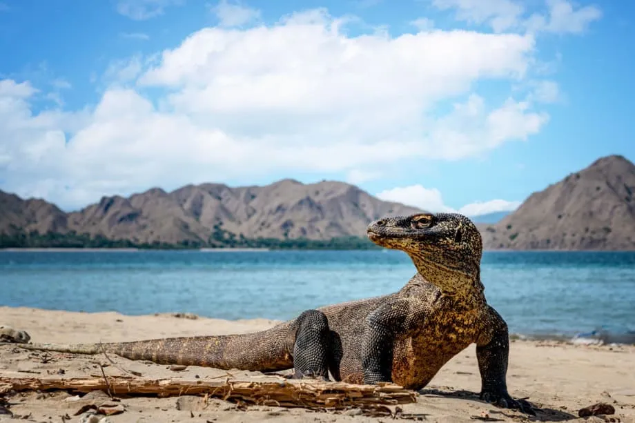 Un nuevo ferry directo de Bali a Komodo facilita los viajes con varias escalas por el archipiélago