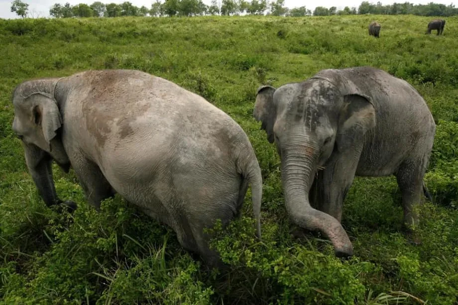 Indonesia refuerza las patrullas en un parque de Sumatra tras un ataque contra un puesto de la fuerza especial
