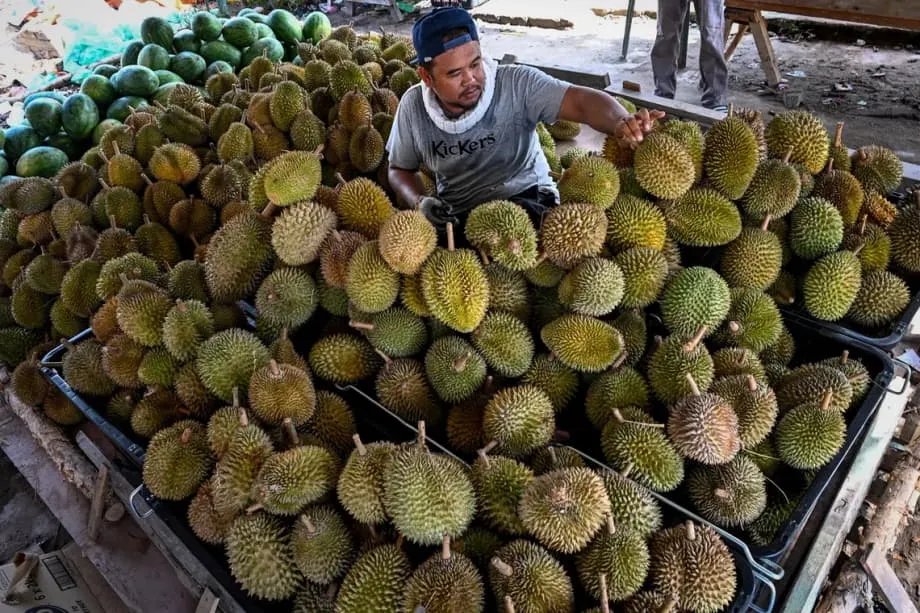 El durián y la piña compiten por ser la fruta nacional de Malasia