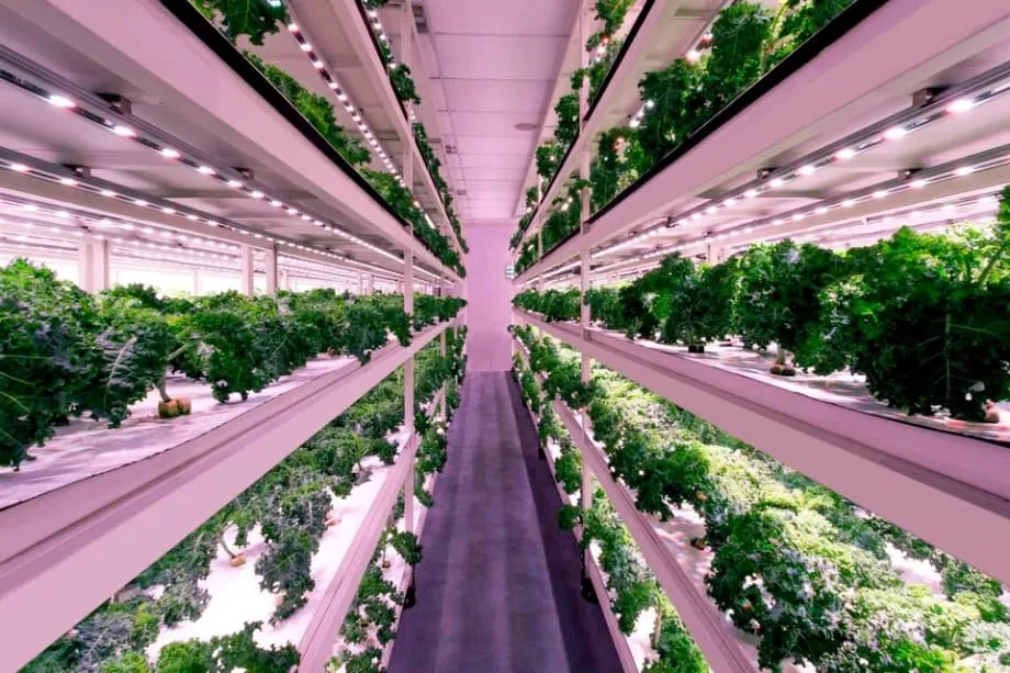 Singapur reajusta su plan de seguridad alimentaria y fija metas del 20 % de fibra y el 30 % de proteínas para 2035