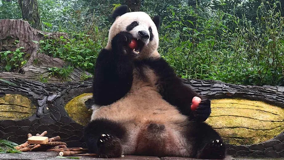 De estrella de Ueno a residente de Sichuan: cómo Xiang Xiang prospera en China