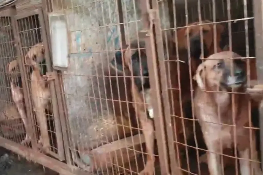 La industria de la carne de perro en Corea del Sur está cerca de desaparecer mientras cierran las granjas antes de la prohibición de 2027
