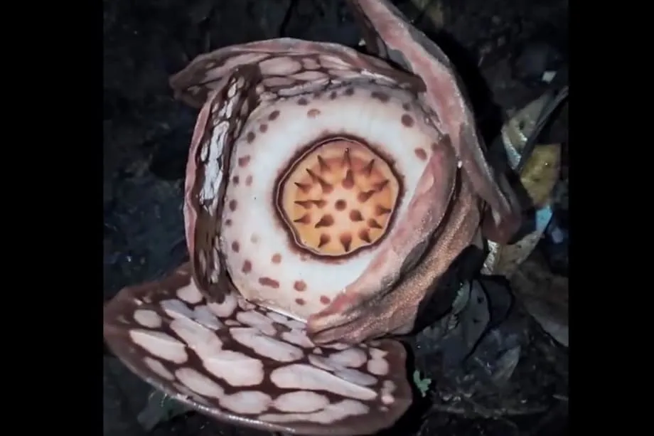 El redescubrimiento de una rara flor Rafflesia reaviva el debate sobre cambiar el nombre del género